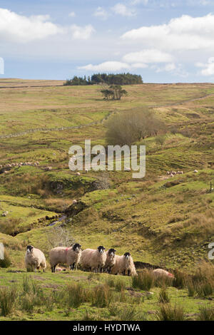 Swaledale Mutterschafe auf Moor, Northumberland Stockfoto