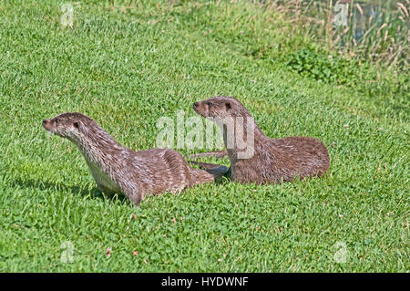 Europäische britische Otter Lutra Luta, Gefangenschaft, Stockfoto