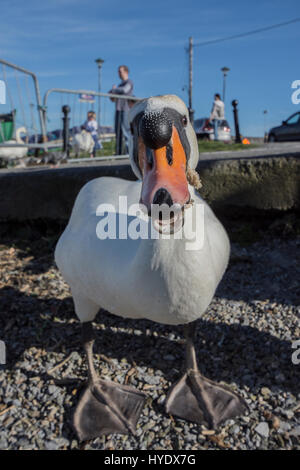 Lustige Schwan Bild/Foto Stockfoto