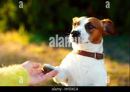 Freundschaft zwischen Mensch und Hund - schütteln, Hand und Pfote Stockfoto