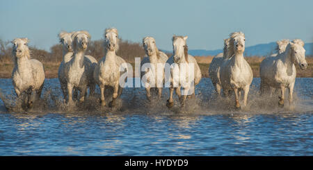 Eine Gruppe von zehn weißen Camargue-pferde durch das Wasser laufen in der Region Camargue im Süden von Frankreich. Stockfoto