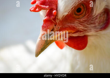 weißes Huhn Porträt closeup Stockfoto