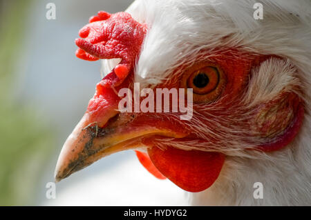 weißes Huhn Porträt closeup Stockfoto
