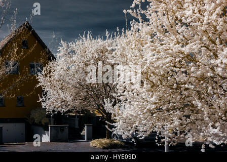 Sakura Blüte in Infrarot-Ansicht, Elsass, Frankreich Stockfoto