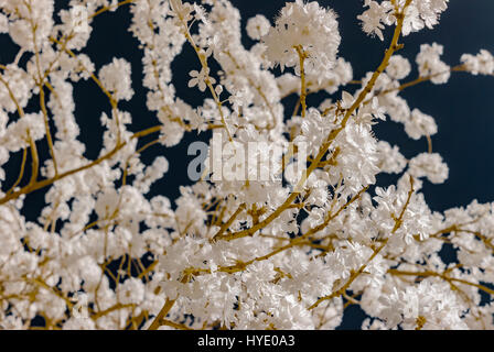 Sakura Blüte in Infrarot-Ansicht, Elsass, Frankreich Stockfoto