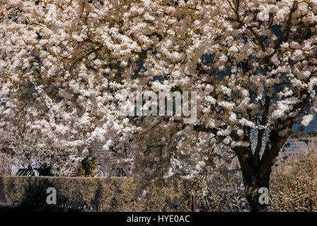 Sakura Blüte in Infrarot-Ansicht, Elsass, Frankreich Stockfoto