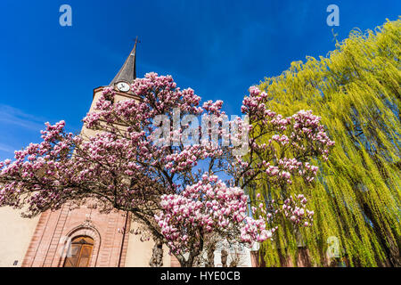 In der Nähe von Dorf Kirche, Ville, Frankreich, Frühling blühende Magnolie Stockfoto