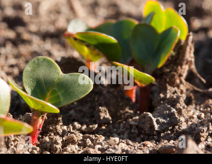 Jungen Radieschen wachsen im Garten im Frühjahr Stockfoto