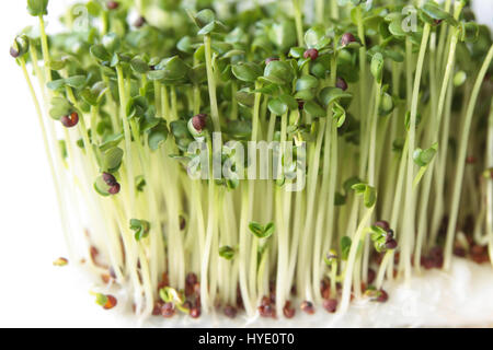 Brokkoli-Sprossen Stockfoto