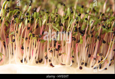 Rote Amaranth Samen beginnen zu sprießen Stockfoto