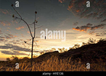 Ein einzelner sonnenverbrannten Baum bei Abenddämmerung Int Nourlangie Ödland, Kakadu-Nationalpark Stockfoto