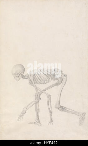 George Stubbs A vergleichende anatomische Ausstellung der Struktur des menschlichen Körpers mit dem ein Tiger und ein Co...   Google Art Project (2362191) Stockfoto