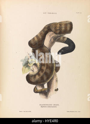 Harriet Scott Black-headed Schlange, Aspidiotes Melanocephalus Google Art Project Stockfoto