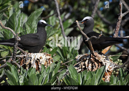 Nisten schwarze Noddy Seeschwalben (Anous Minutus), Lady Elliot Island, Great Barrier Reef, Queensland, Australien Stockfoto