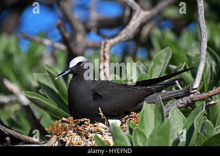 Eine Verschachtelung schwarzer Noddy Seeschwalbe (Anous Minutus) sitzt auf seinem Ei Lady Elliot Island, Great Barrier Reef, Queensland, Australien Stockfoto