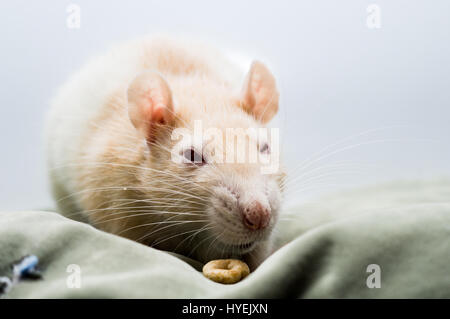 Ratte, gestresst und besorgt Stockfoto