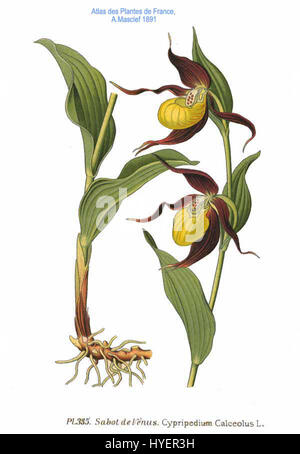 Cypripedium calceolus, auch bekannt als der gelbe Damenschuh, ist eine Orchideenart, die in Europa und Asien beheimatet ist und für ihre charakteristischen, pantoffelförmigen Blüten bekannt ist. Stockfoto