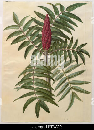 Diese botanische Illustration von Johannes Simon Holtzbecher zeigt Rhus typhina, allgemein bekannt als Staghorn Sumac, eine einheimische Pflanze Nordamerikas, die für ihre charakteristischen, roten Fruchtblumen und großen Blätter bekannt ist. Stockfoto