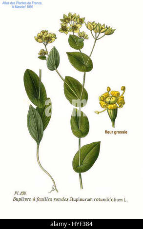 134 Bupleurum Rotundifolium L Stockfoto