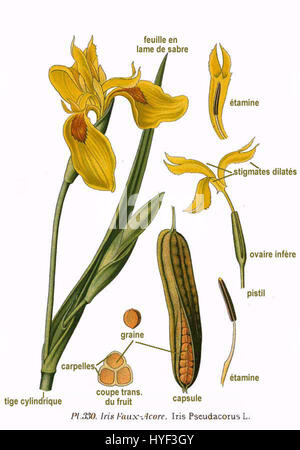 Iris pseudacorus, auch bekannt als Iris mit gelber Flagge, ist eine blühende Pflanze, die in Europa, Asien und Nordamerika beheimatet ist. Er ist bekannt für seine hellgelben Blüten und seine Rolle in Feuchtgebieten und aquatischen Ökosystemen. Stockfoto
