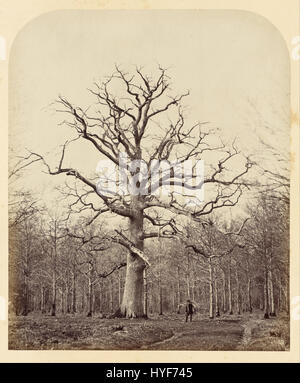 James Sinclair, 14. Graf von Caithness (British Queen Anne Eiche Google Art Project Stockfoto