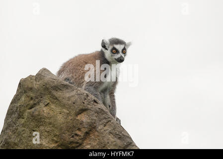 Ein Ring tailed Lemur sitzend auf einem Felsen suchen Warnung vor einem weißen Hintergrund isoliert Stockfoto