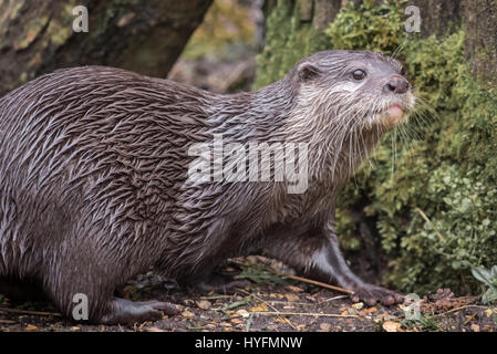 Enge Bildniss eines asiatischen kurze Krallen Otters mit nassem Fell suchen, aufmerksam und neugierig Stockfoto