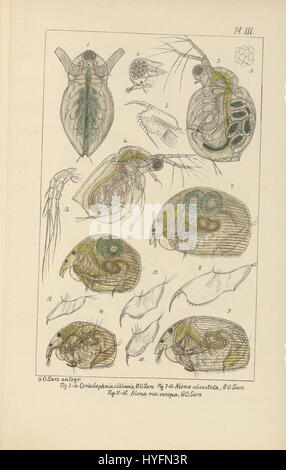 Eine wissenschaftliche Arbeit zur Süßwasser-Entomostraca Neuseelands mit Schwerpunkt auf der Untersuchung von Krebstierarten in Süßwasser-Ökosystemen. Diese Forschung trägt wesentlich zum Wissen über wirbellose Wassertiere in Neuseeland bei. Stockfoto