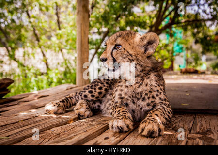 Geparden in Südafrika Stockfoto