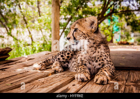 Geparden in Südafrika Stockfoto