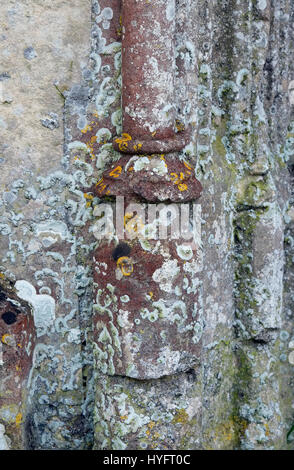Flechten Sie auf Kirchenmauer, Norfolk, england Stockfoto