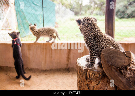 Leopard in Süd-Afrika Stockfoto