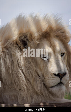 Löwen in Afrika Stockfoto