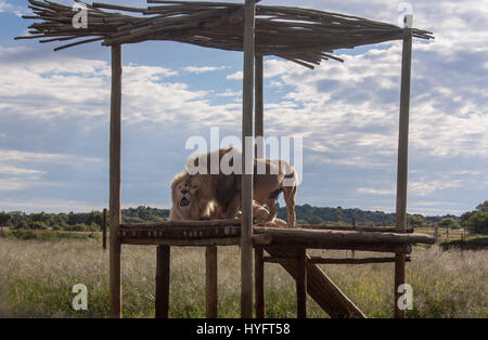 Löwen in Afrika Stockfoto