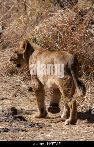 Löwen in Afrika Stockfoto