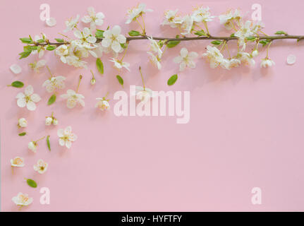 Kirschblüte auf rosa Papierhintergrund Stockfoto