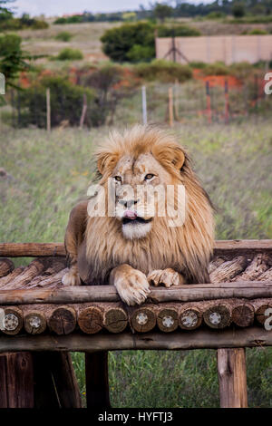 Löwen in Afrika Stockfoto