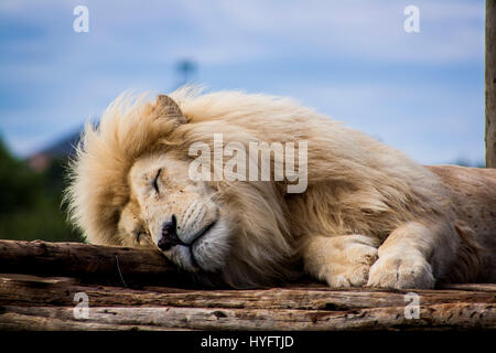 Löwen in Afrika Stockfoto