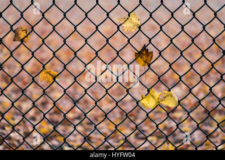 Blätter im Herbst an einem Zaun. Stockfoto