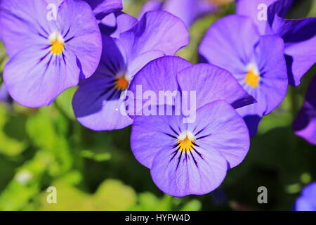 Lila Stiefmütterchen im Frühjahr im Garten wachsen. Geringe Schärfentiefe. Stockfoto