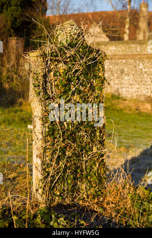 Ein Efeu bedeckt Grabstein auf dem Friedhof der Kirche von St. Johannes der Täufer, Southover, Lewes, England. Stockfoto