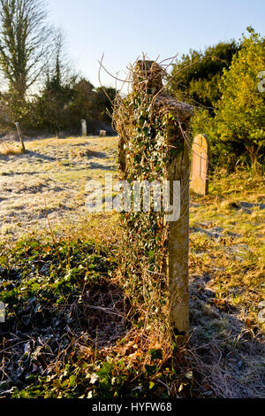 Ein Efeu bedeckt Grabstein auf dem Friedhof der Kirche von St. Johannes der Täufer, Southover, Lewes, England. Stockfoto