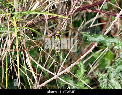 Weiblichen südlichen Hawker Libelle Stockfoto