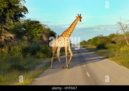 Angolanische Giraffe Giraffa Giraffa Angolensis Kreuzung Straße Stockfoto