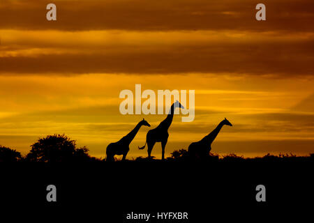 Angolanische Giraffe Giraffa Giraffa Angolensis bekannt als namibische Giraffe bei Sonnenaufgang Norden Namibias Stockfoto