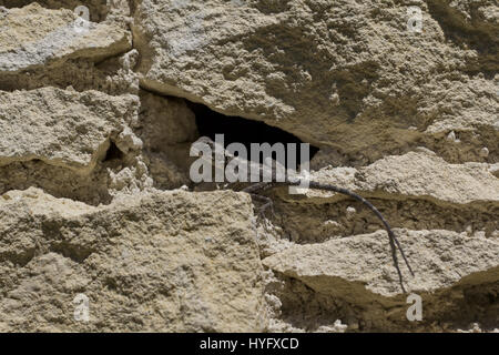Eine junge Sterne Agama Eidechse, sonnen sich auf einer Steinmauer in Zypern. Stockfoto