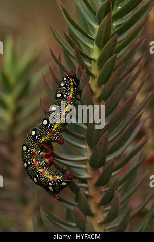 Raupe des Wolfsmilch Hawkmoth (stark Euphorbiae) auf ihrer Futterpflanze, Euphorbia Rigida. Stockfoto