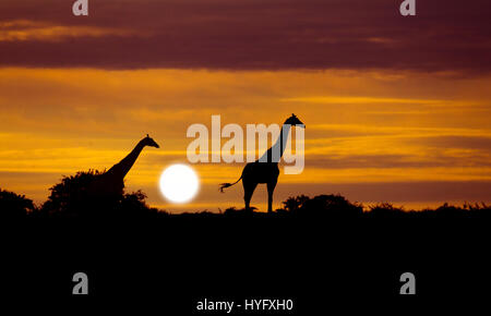 Angolanische Giraffe Giraffa Giraffa Angolensis bekannt als namibische Giraffe bei Sonnenaufgang Norden Namibias Stockfoto