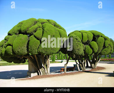 Unregelmäßig geformte Bäume im Park Buen Retiro, Madrid, Spanien Stockfoto