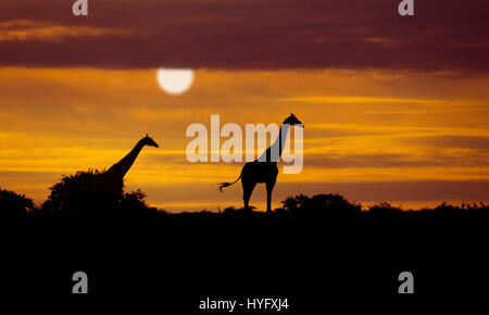 Angolanische Giraffe Giraffa Giraffa Angolensis bekannt als namibische Giraffe bei Sonnenaufgang Norden Namibias Stockfoto